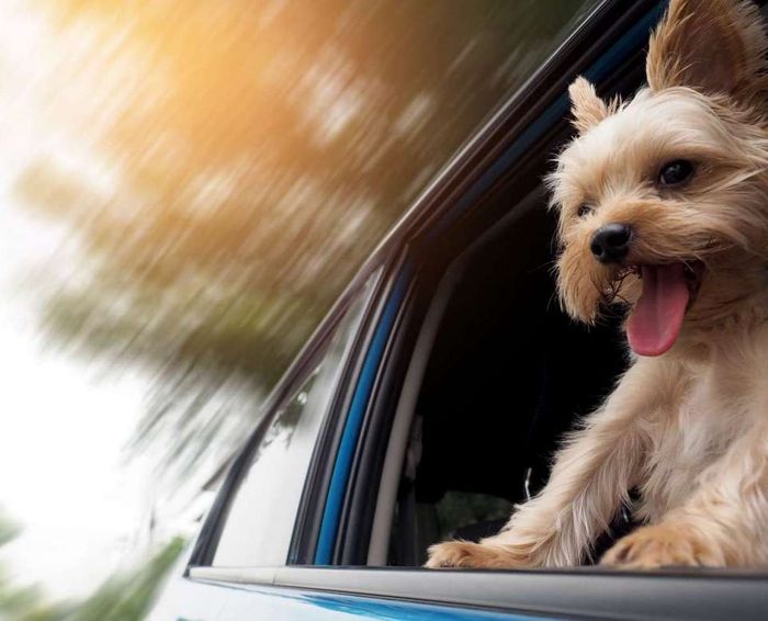 JAK BEZPIECZNIE PRZEWOZIĆ PSA W SAMOCHODZIE?